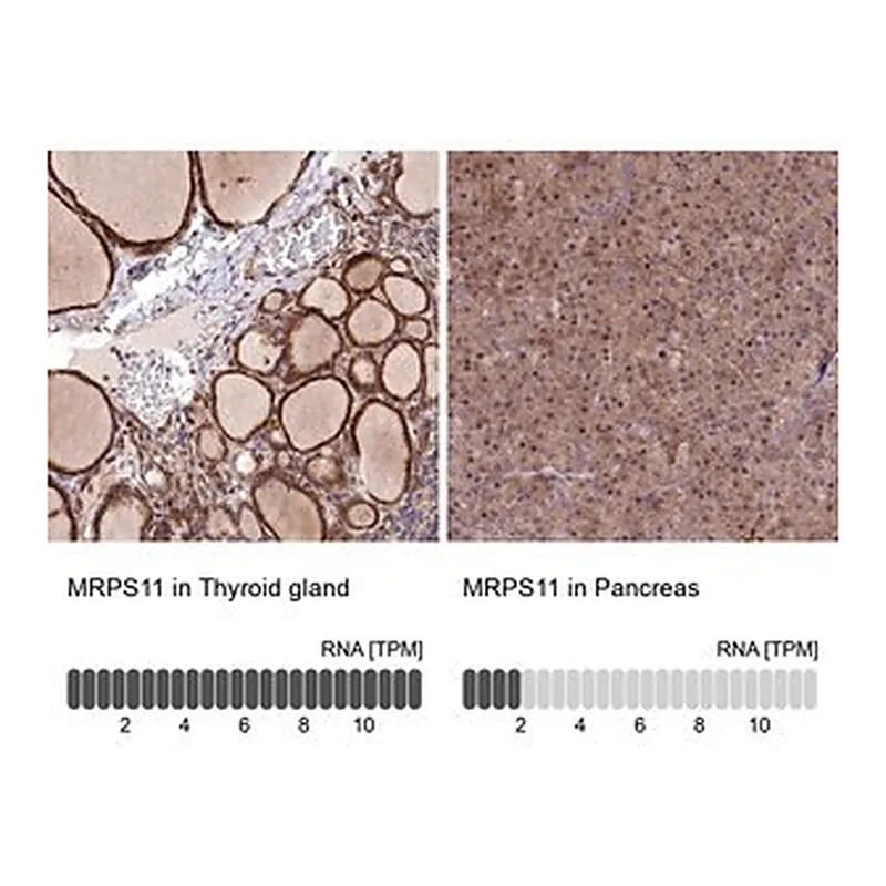 Merck Anti-MRPS11 antibody produced in rabbit