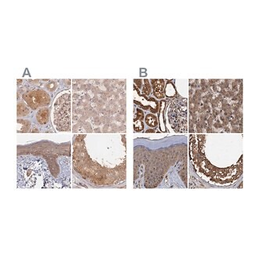 Merck Anti-PSMD9 antibody produced in rabbit