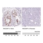 Merck Anti-RACGAP1 antibody produced in rabbit