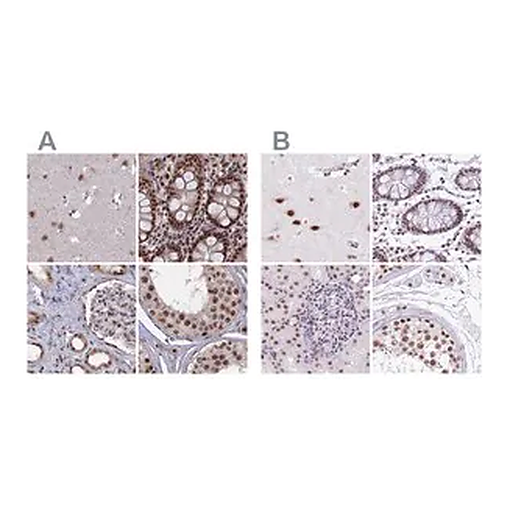 Merck Anti-SF3A2 antibody produced in rabbit