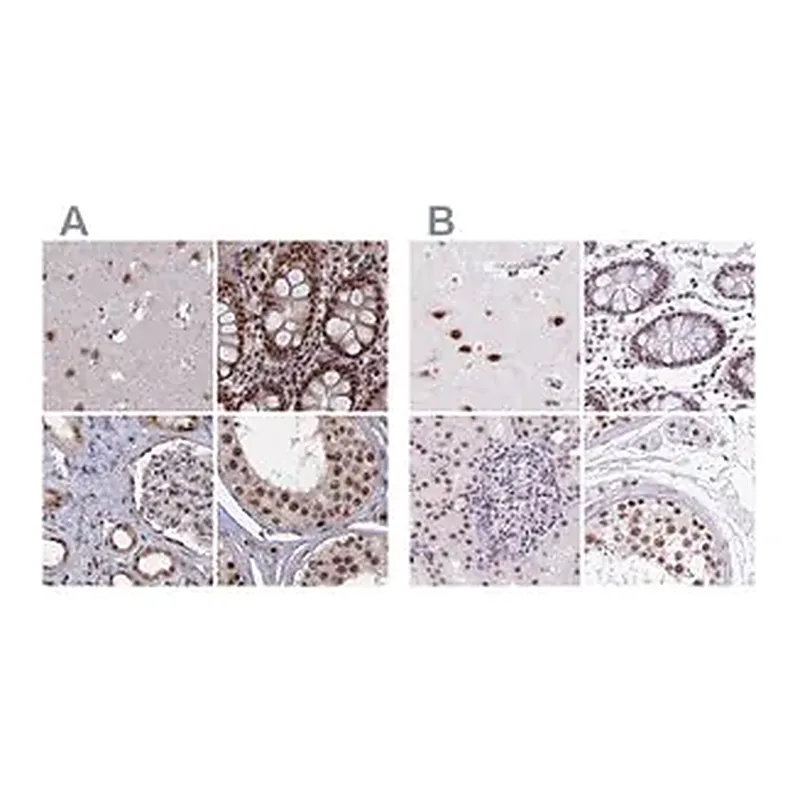 Merck Anti-SF3A2 antibody produced in rabbit