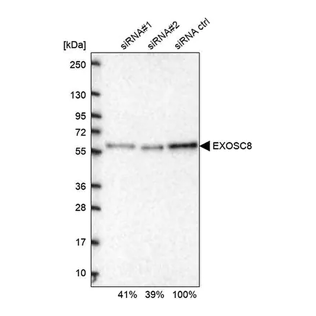 Merck Anti-EXOSC8 antibody produced in rabbit