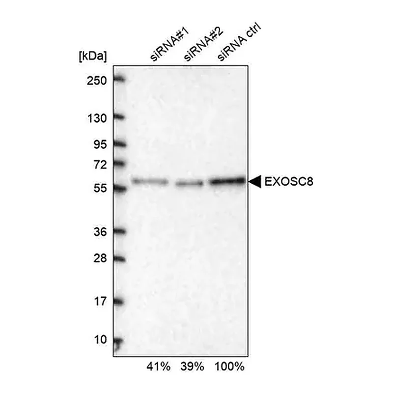 Merck Anti-EXOSC8 antibody produced in rabbit