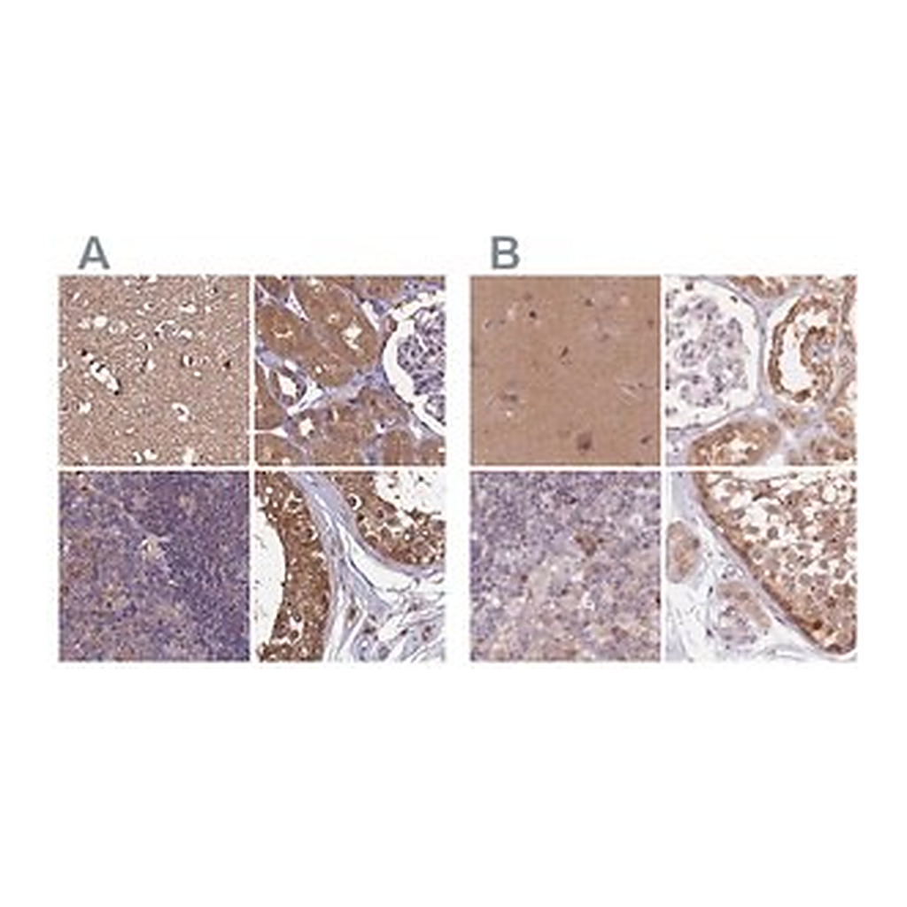 Merck Anti-NAXE antibody produced in rabbit