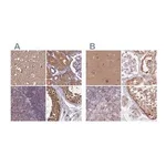 Merck Anti-NAXE antibody produced in rabbit