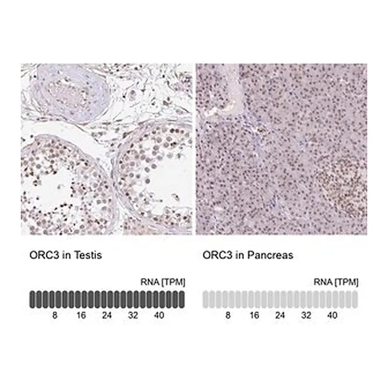 Merck Anti-ORC3 antibody produced in rabbit