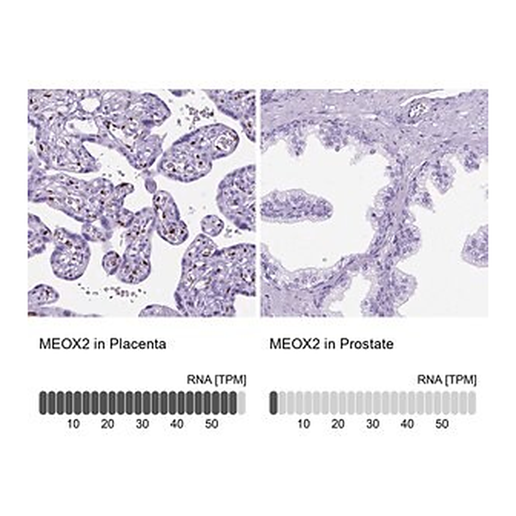 Merck Anti-MEOX2 antibody produced in rabbit