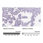 Merck Anti-MEOX2 antibody produced in rabbit