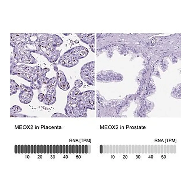 Merck Anti-MEOX2 antibody produced in rabbit