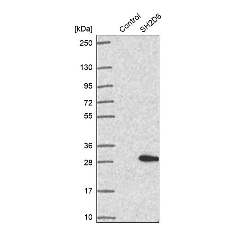 Merck Anti-SH2D6 antibody produced in rabbit