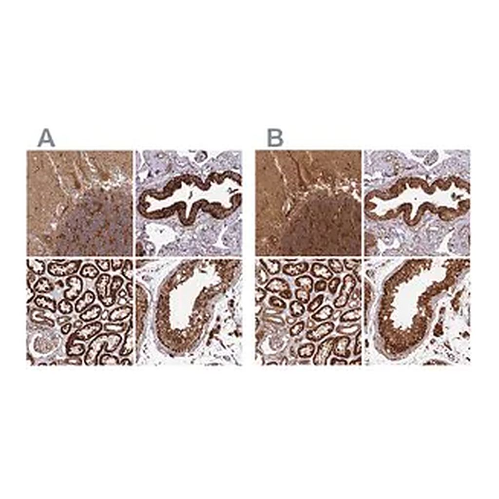 Merck Anti-TRAP1 antibody produced in rabbit