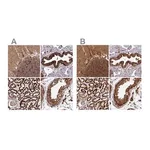 Merck Anti-TRAP1 antibody produced in rabbit