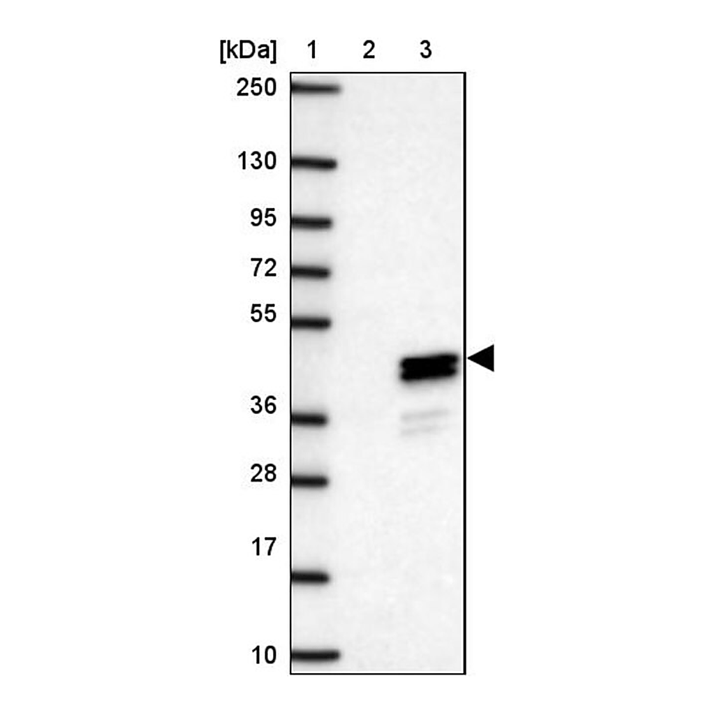 Merck Anti-CLVS1 antibody produced in rabbit