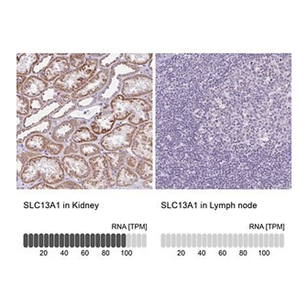 Merck Anti-SLC13A1 antibody produced in rabbit