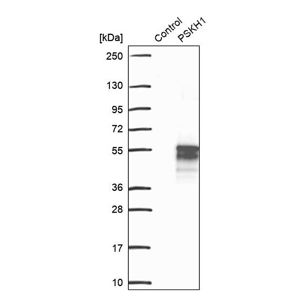 Merck Anti-PSKH1 antibody produced in rabbit