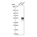 Merck Anti-PSKH1 antibody produced in rabbit