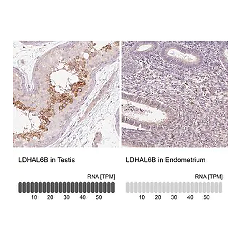 Merck Anti-LDHAL6B antibody produced in rabbit