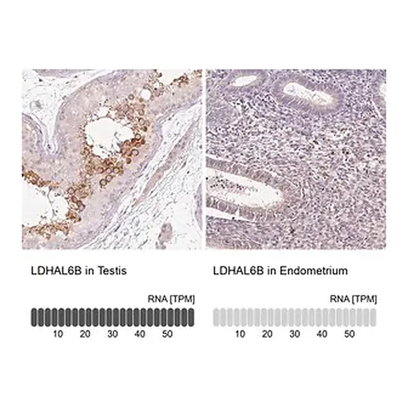 Merck Anti-LDHAL6B antibody produced in rabbit