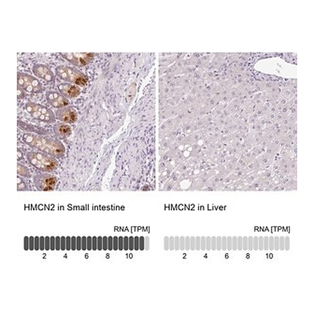 Merck Anti-HMCN2 antibody produced in rabbit