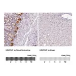Merck Anti-HMCN2 antibody produced in rabbit