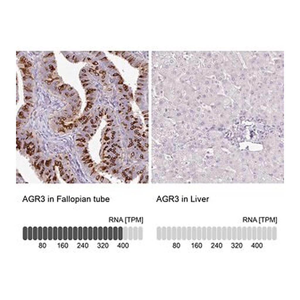 Merck Anti-AGR3 antibody produced in rabbit