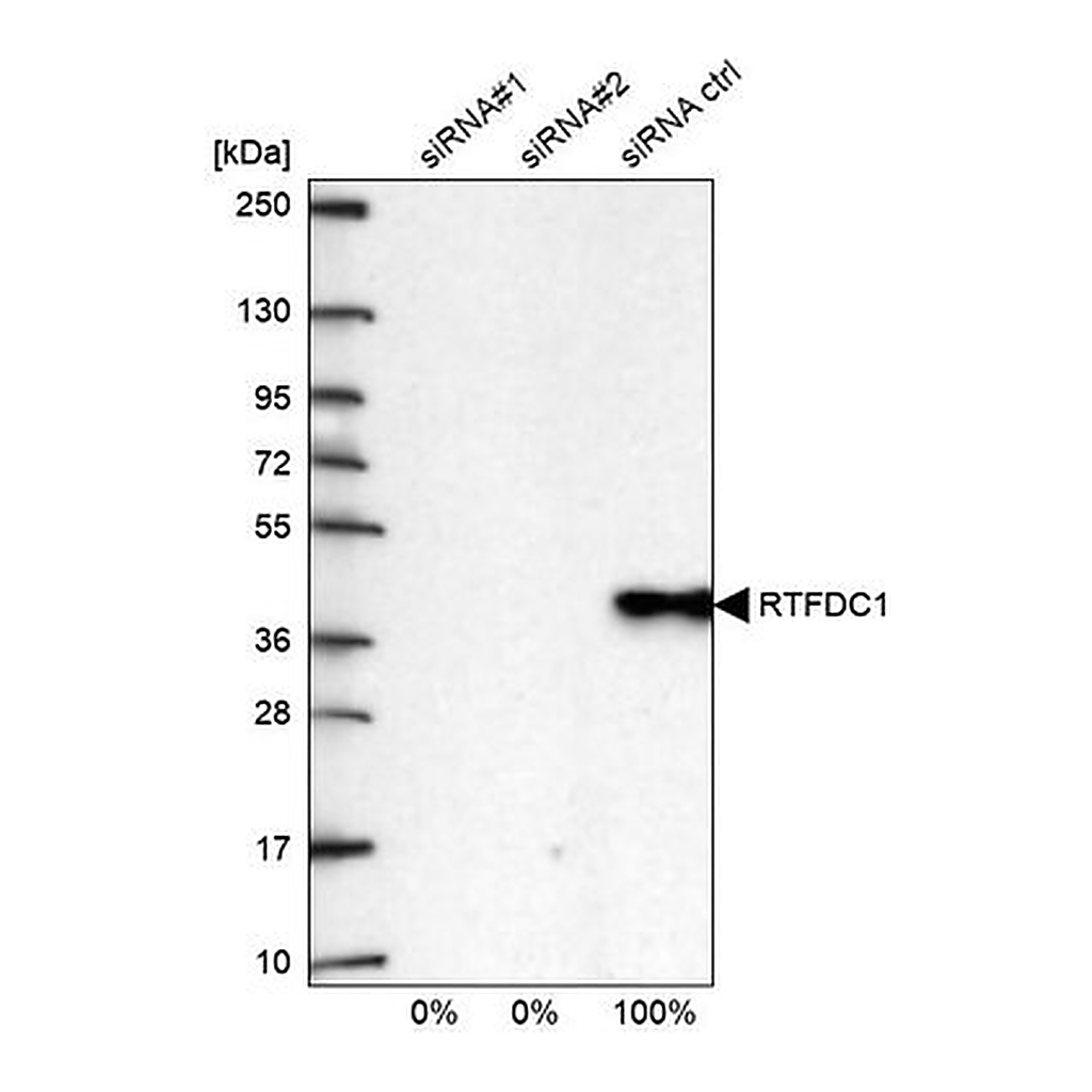 Merck Anti-RTFDC1 antibody produced in rabbit