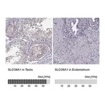 Merck Anti-SLCO6A1 antibody produced in rabbit