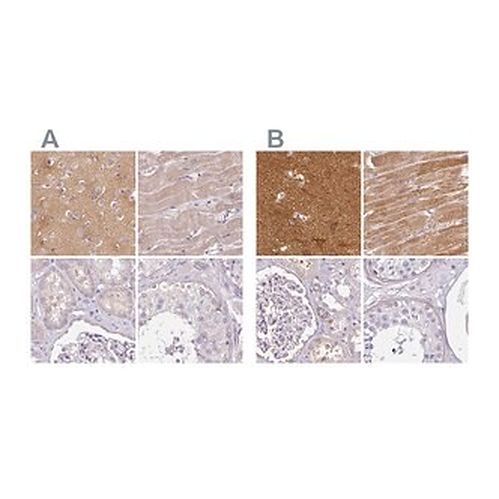 Merck Anti-CAP2 antibody produced in rabbit