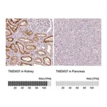 Merck Anti-TMEM37 antibody produced in rabbit