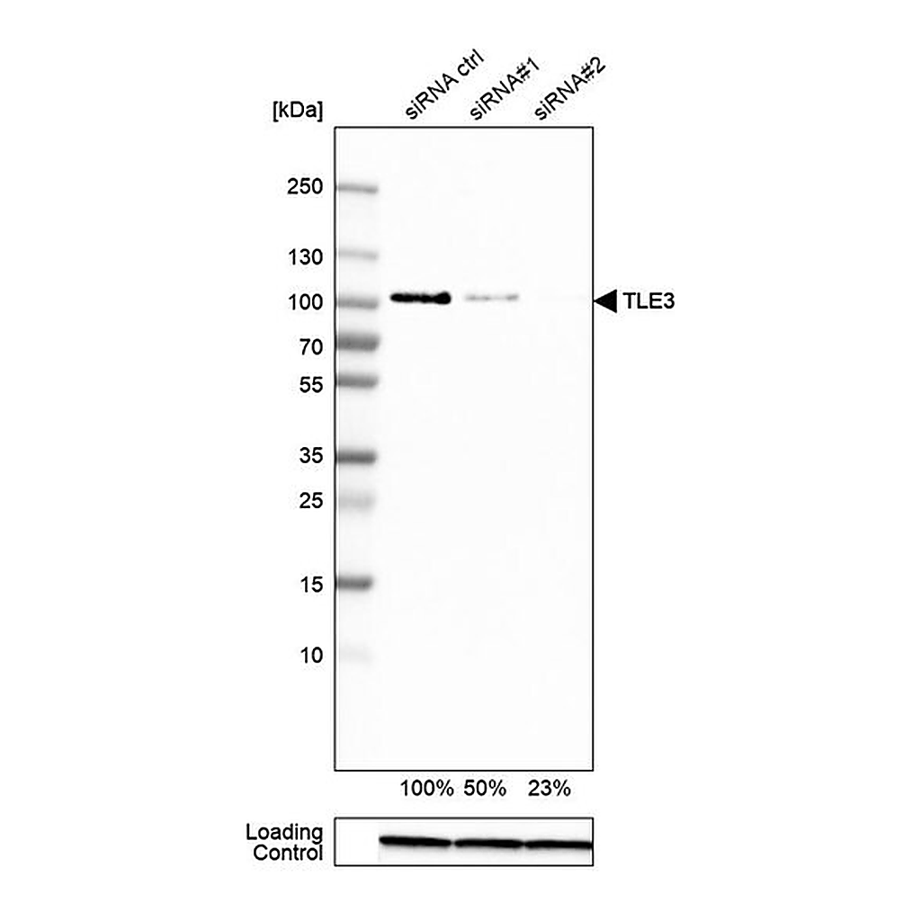 Merck Anti-TLE3 antibody produced in rabbit