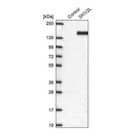 Merck Anti-SKIV2L antibody produced in rabbit