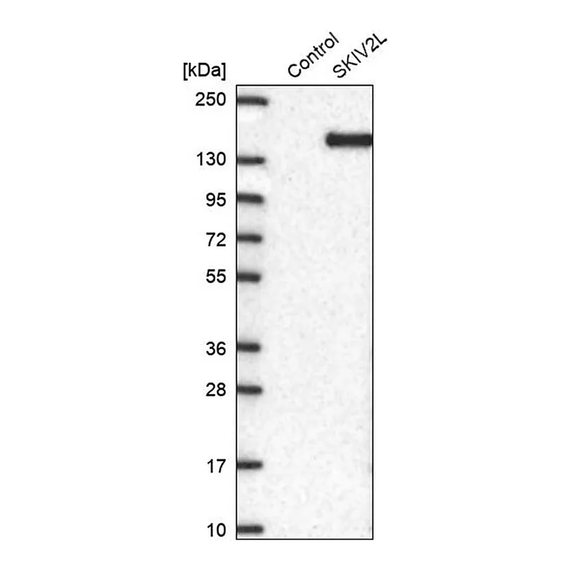 Merck Anti-SKIV2L antibody produced in rabbit