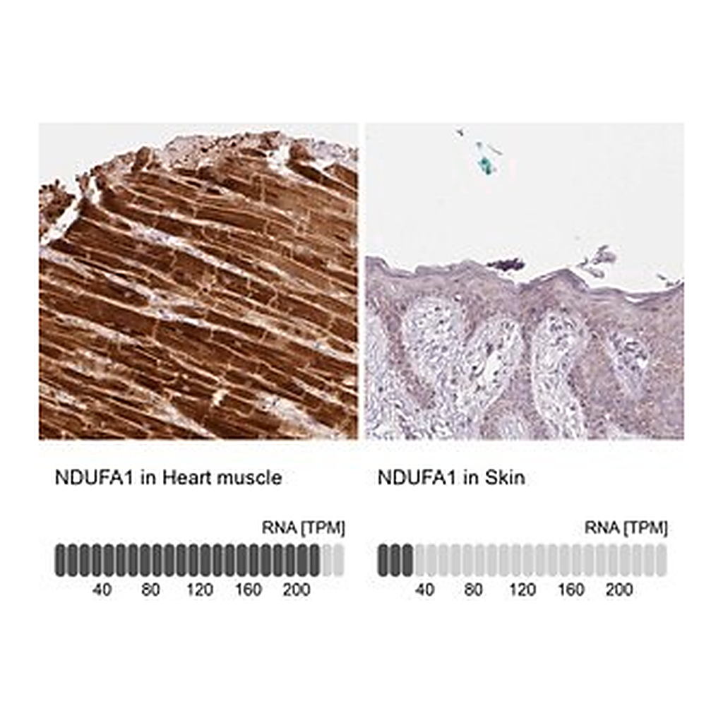 Merck Anti-NDUFA1 antibody produced in rabbit