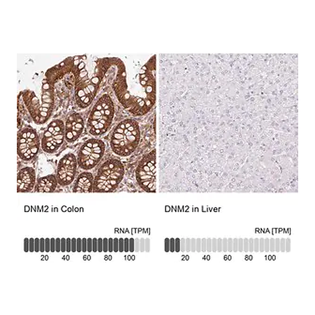 Merck Anti-DNM2 antibody produced in rabbit