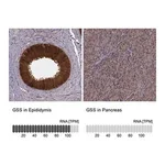 Merck Anti-GSS antibody produced in rabbit