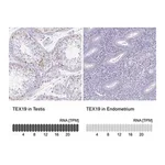 Merck Anti-TEX19 antibody produced in rabbit
