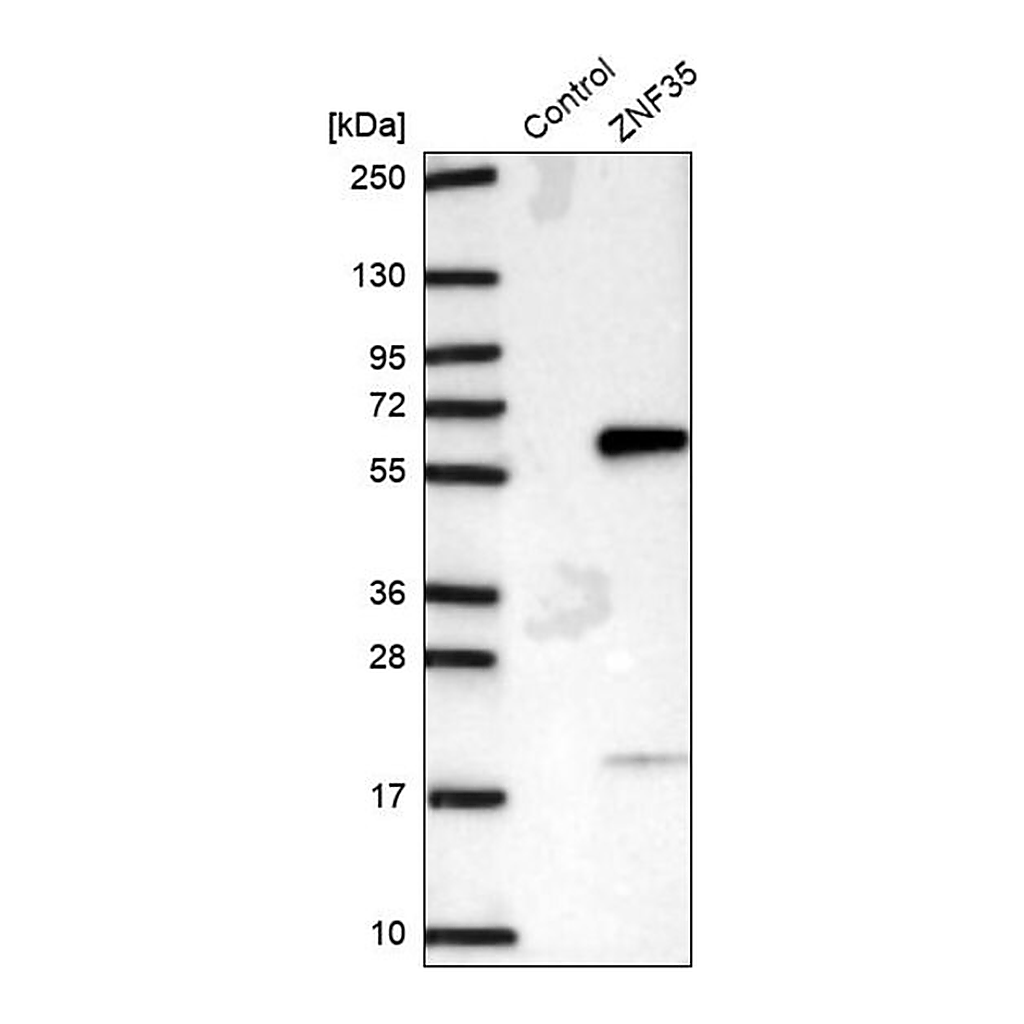 Merck Anti-ZNF35 antibody produced in rabbit