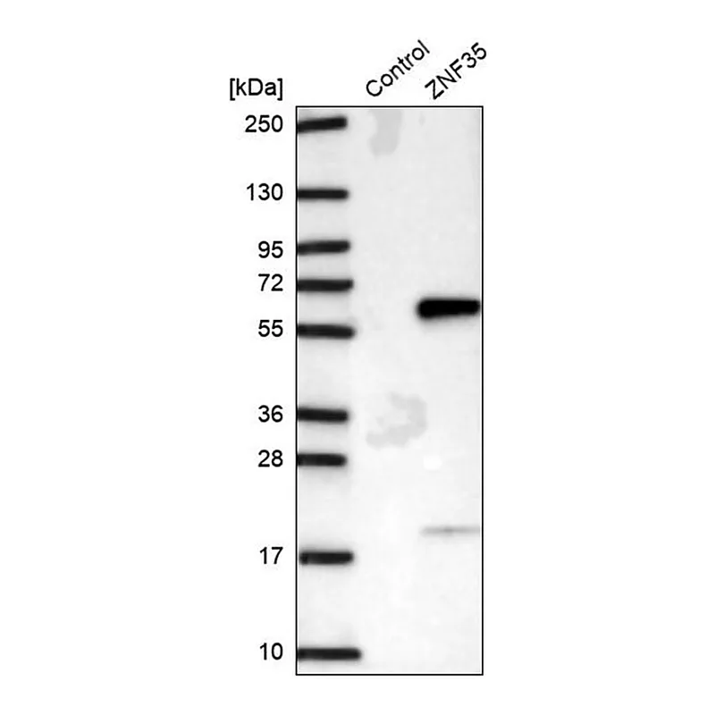Merck Anti-ZNF35 antibody produced in rabbit