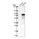 Merck Anti-ZNF394 antibody produced in rabbit