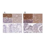 Merck Anti-SLC8A2 antibody produced in rabbit