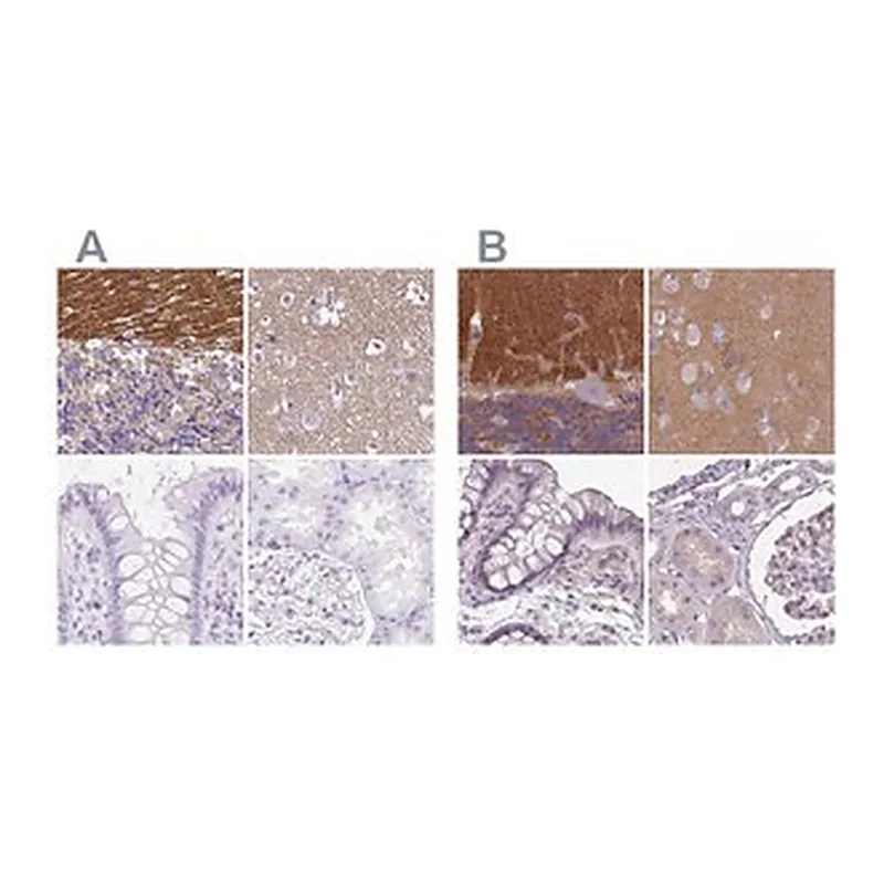 Merck Anti-SLC8A2 antibody produced in rabbit