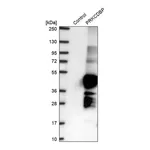 Merck Anti-PRKCDBP antibody produced in rabbit