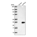 Merck Anti-LHFPL5 antibody produced in rabbit