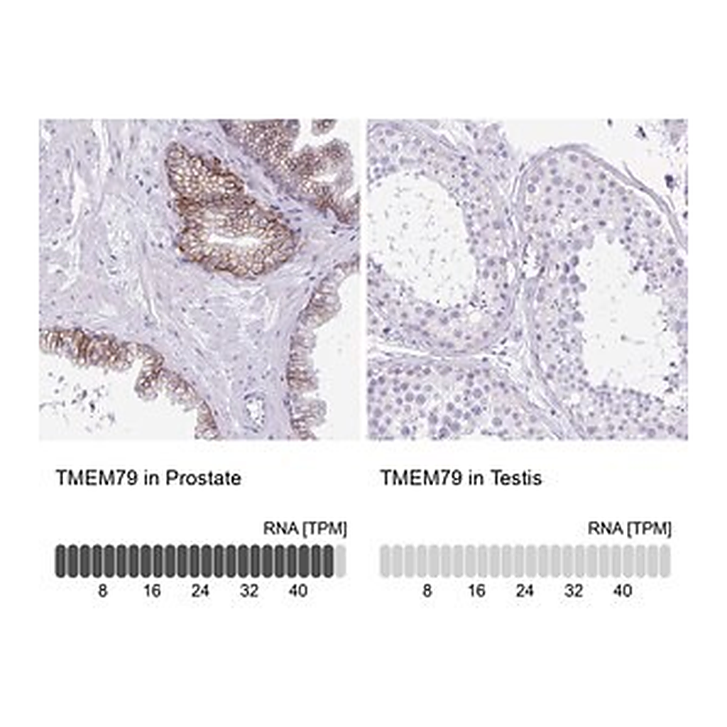 Merck Anti-TMEM79 antibody produced in rabbit