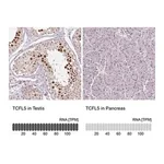Merck Anti-TCFL5 antibody produced in rabbit