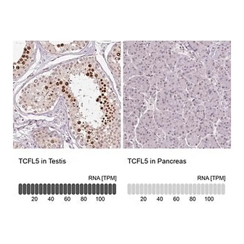 Merck Anti-TCFL5 antibody produced in rabbit
