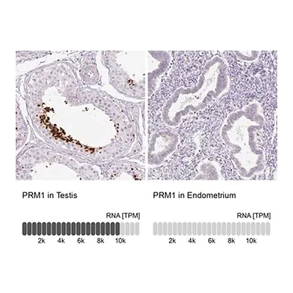 Merck Anti-PRM1 antibody produced in rabbit