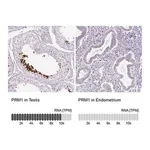 Merck Anti-PRM1 antibody produced in rabbit
