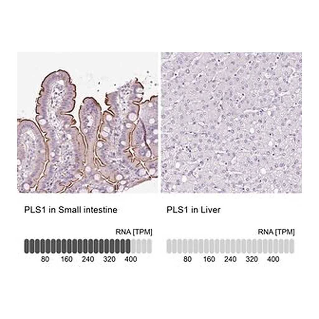 Merck Anti-PLS1 antibody produced in rabbit