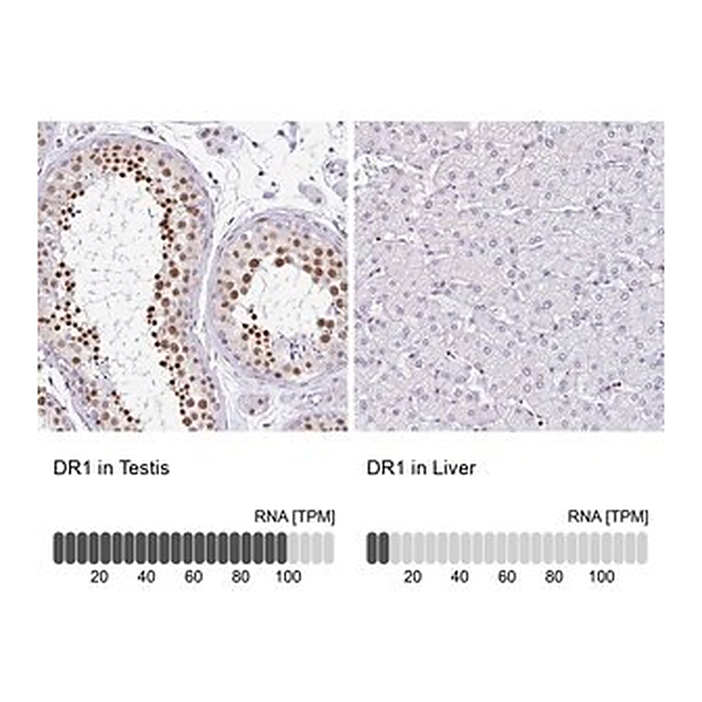 Merck Anti-DR1 antibody produced in rabbit